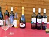 18-05-2025, Picnic enologico a Miradolo Terme con degustazione dei prodotti dell'<a href='https://www.viniguglielmini.com/' target='blank'>Azienda Agricola F.lli Guglielmini</a> e visita del Castello di San Colombano: Foto 10
