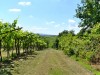 18-05-2025, Picnic enologico a Miradolo Terme con degustazione dei prodotti dell'<a href='https://www.viniguglielmini.com/' target='blank'>Azienda Agricola F.lli Guglielmini</a> e visita del Castello di San Colombano: Foto 13
