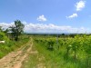 18-05-2025, Picnic enologico a Miradolo Terme con degustazione dei prodotti dell'<a href='https://www.viniguglielmini.com/' target='blank'>Azienda Agricola F.lli Guglielmini</a> e visita del Castello di San Colombano: Foto 16
