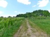 18-05-2025, Picnic enologico a Miradolo Terme con degustazione dei prodotti dell'<a href='https://www.viniguglielmini.com/' target='blank'>Azienda Agricola F.lli Guglielmini</a> e visita del Castello di San Colombano: Foto 17