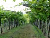 18-05-2025, Picnic enologico a Miradolo Terme con degustazione dei prodotti dell'<a href='https://www.viniguglielmini.com/' target='blank'>Azienda Agricola F.lli Guglielmini</a> e visita del Castello di San Colombano: Foto 18