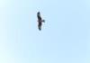 Briona (Novara, Italy): Red kite in flight