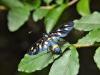 Cadrezzate (Varese): Amata phegea