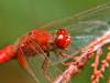 Cadrezzate (Varese): Crocothemis erythraea su un rametto