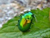 Campiglia Cervo (Biella): Chrysolina herbacea