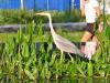 Milan (Italy): Grey heron in the pond of the Library of Trees