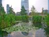 Milano: Laghetto della Biblioteca degli Alberi