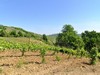 26-04-2026, Gita enologica a Pietra de Giorgi con degustazione presso l'<a href='http://www.ferrarivini.it/' target='blank'>Azienda Agricola Ferrari</a>: Foto 4