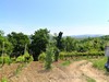 26-04-2026, Gita enologica a Pietra de Giorgi con degustazione presso l'<a href='http://www.ferrarivini.it/' target='blank'>Azienda Agricola Ferrari</a>: Foto 5