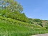 26-04-2026, Gita enologica a Pietra de Giorgi con degustazione presso l'<a href='http://www.ferrarivini.it/' target='blank'>Azienda Agricola Ferrari</a>: Foto 19