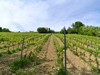 26-04-2026, Gita enologica a Pietra de Giorgi con degustazione presso l'<a href='http://www.ferrarivini.it/' target='blank'>Azienda Agricola Ferrari</a>: Foto 43